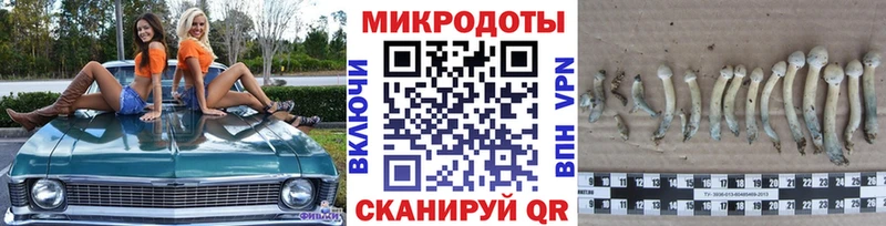 Галлюциногенные грибы Psilocybe  где найти   Нижнекамск 